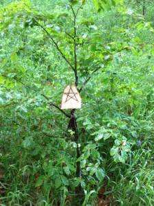 998243_590369167661442_78230984_n