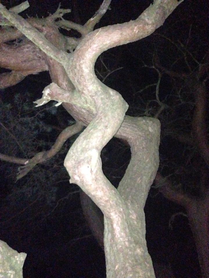 Twisted tree